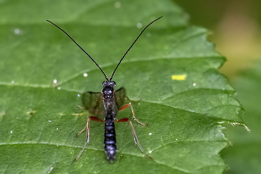 Dyspetes luteomarginatus