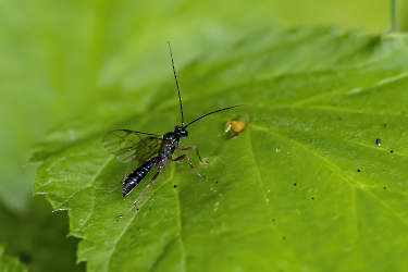 Dyspetes luteomarginatus