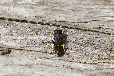 Ectemnius cephalotes