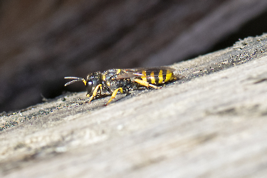 Ectemnius cephalotes