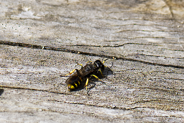 Ectemnius cephalotes