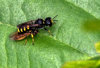 Ectemnius lapidarius