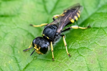 Ectemnius lapidarius