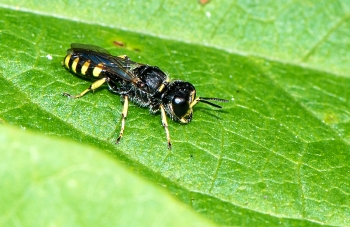 Ectemnius lapidarius