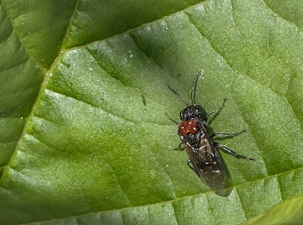 Eriocampa ovata