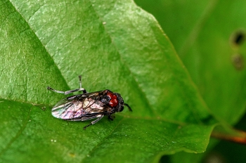 Eriocampa ovata