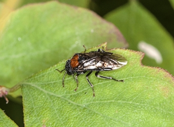 Eutomostethus ephippium