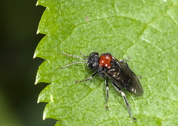 Eutomostethus ephippium