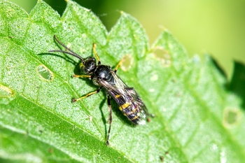 Gorytes laticinctus