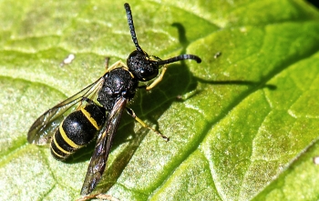 Gorytes laticinctus