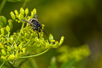 Hylaeus spec.