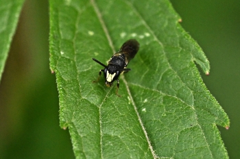 Hylaeus spec.