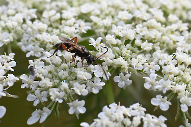 Ichneumon cessator