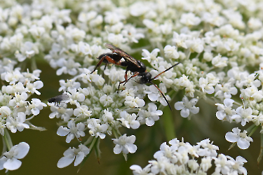 Ichneumon cessator