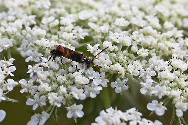 Ichneumon cessator