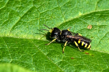 Ichneumon spec. 01