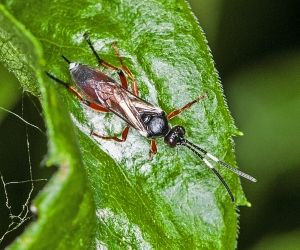 Ichneumon spec. 01