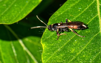 Ichneumon suspiciosus