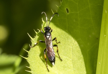 Ichneumon suspiciosus