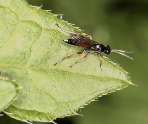 Ichneumon suspiciosus