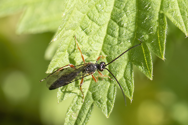 Ichneumonidae UBESTEMT