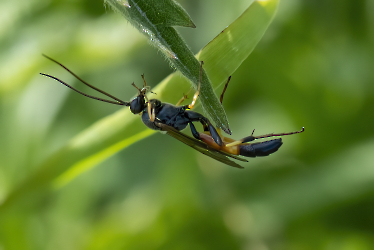 Ichneumonidae UBESTEMT