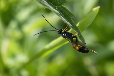 Ichneumonidae UBESTEMT