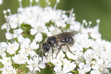 Lasioglossum spec.