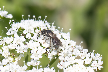 Lasioglossum spec.