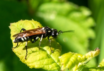 Macrophyra duodecimpunctata