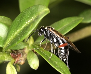 Macrophyra punctumalbum