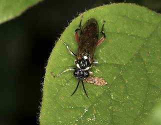 Macrophyra punctumalbum