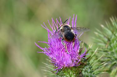 Megachila spec.