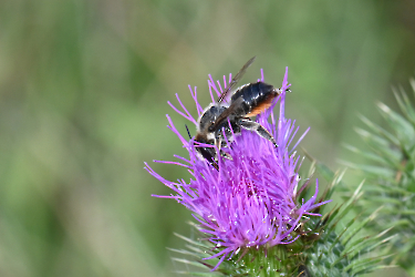 Megachila spec.