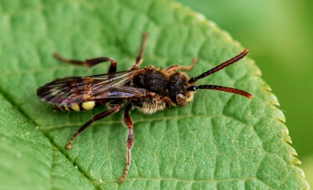 Nomada leucophthalma