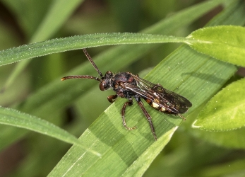 Nomada leucophthalma