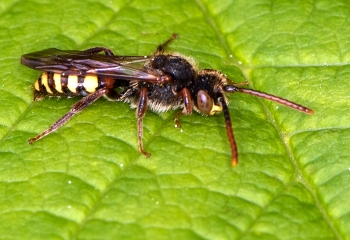 Nomada leucophthalma