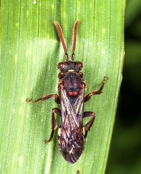 Nomada spec.