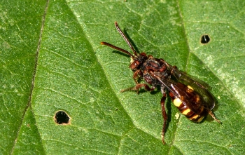 Nomada spec.