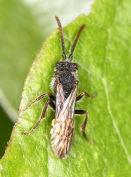 Nomada spec.