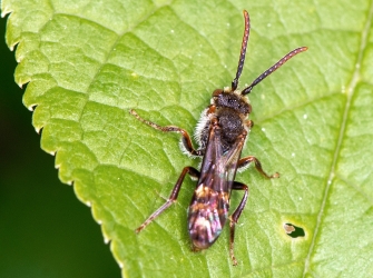 Nomada spec.