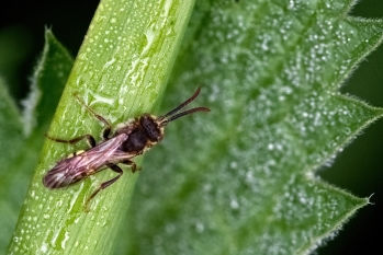 Nomada spec.