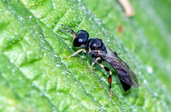 Rhopalum coarctatum