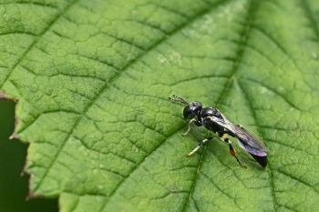 Rhopalum coarctatum