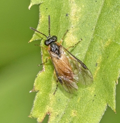 Selandria serva