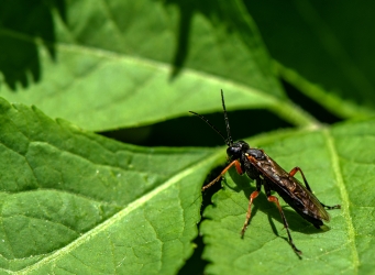 Tenthredo atra