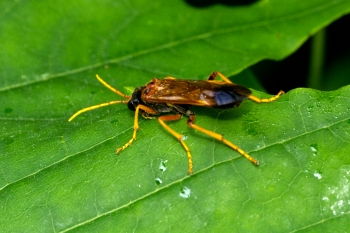 Tenthredo campestris