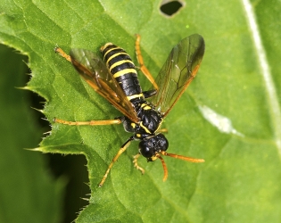 Tenthredo scrophulariae