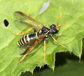 Tenthredo scrophulariae