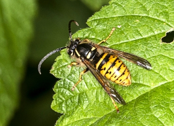 Vespula spec. 01